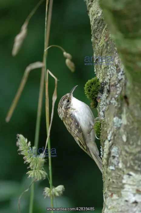 : Treecreeper - on tree trunk : Treecreeper - on tree trunk