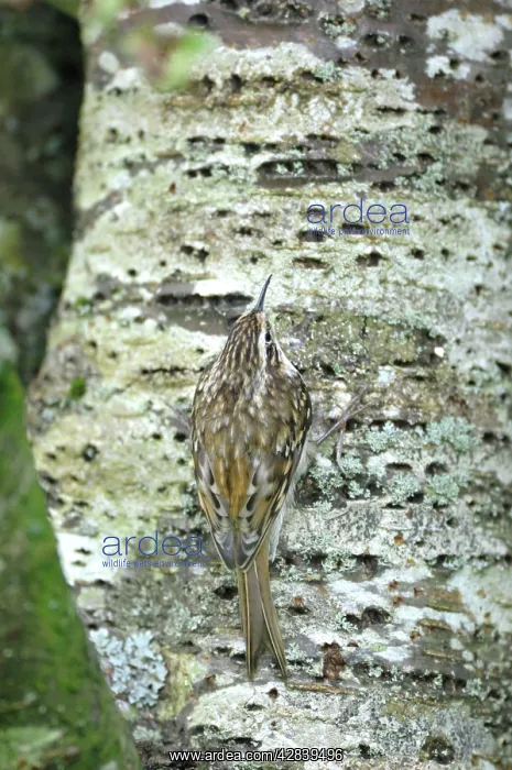 : Treecreeper - on tree trunk : Treecreeper - on tree trunk