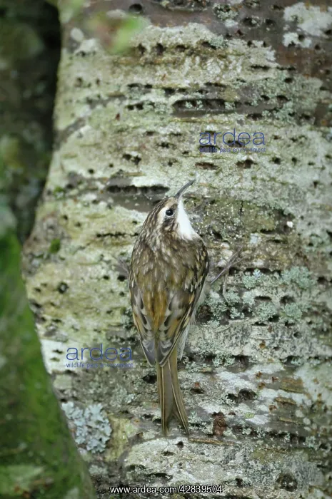 : Treecreeper - on tree trunk : Treecreeper - on tree trunk
