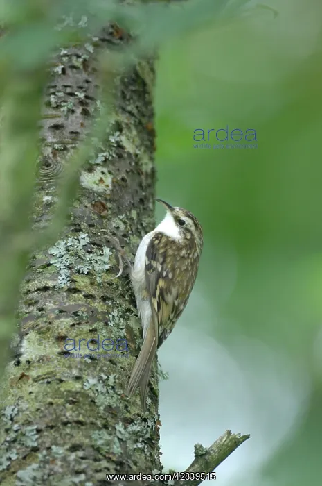 : Treecreeper - on tree trunk : Treecreeper - on tree trunk