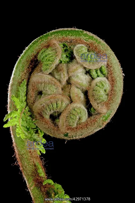 : Treefern - young leaf : Treefern - young leaf