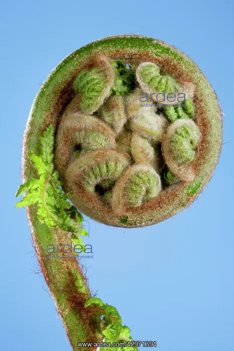  : Treefern - young leaf