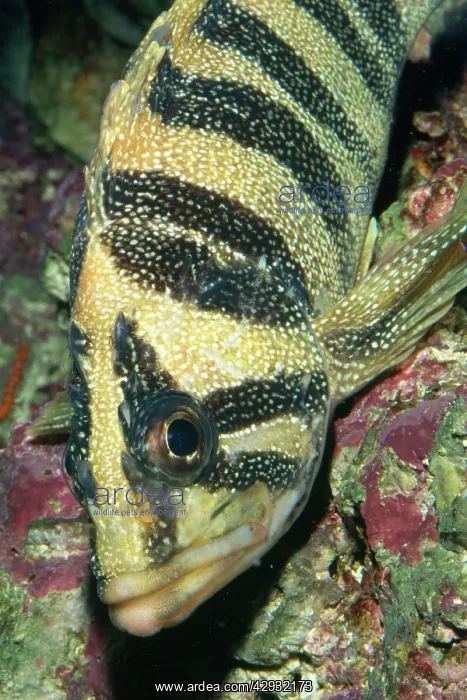 : Treefish / Rockfish : Treefish / Rockfish