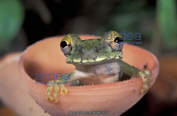 : Treefrog (Osteocephalus buckleyi). Tambopata Candamo Reserve - Peru : Treefrog (Osteocephalus buckleyi). Tambopata Candamo Reserve - Peru
