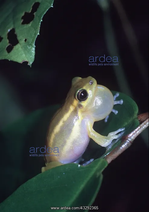 : TREEFROG - calling with inflated throat sac : TREEFROG - calling with inflated throat sac