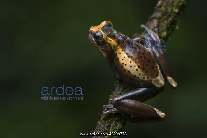 : Treefrog (Dendropsophus manonegra) day coloration : Treefrog (Dendropsophus manonegra) day coloration