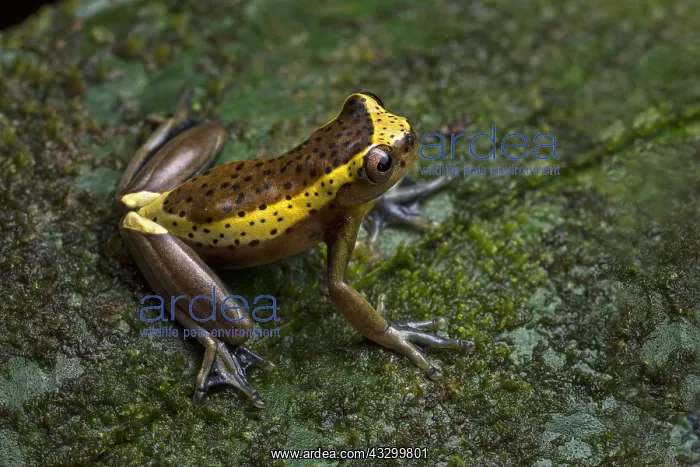 : Treefrog (Dendropsophus manonegra) night coloration : Treefrog (Dendropsophus manonegra) night coloration