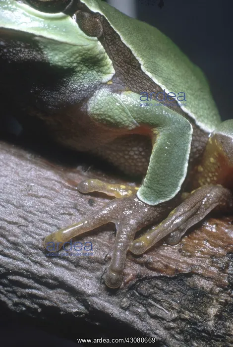  : Treefrog Feet