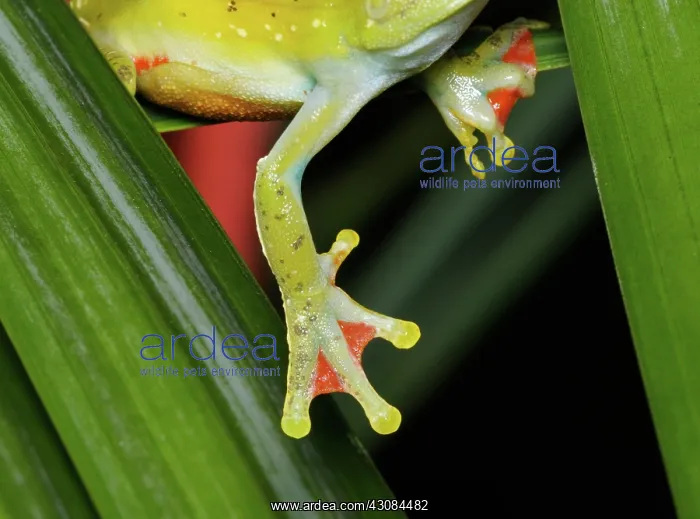 : Treefrog foot : Treefrog foot