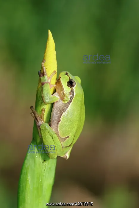 : TREEFROG - on Iris : TREEFROG - on Iris