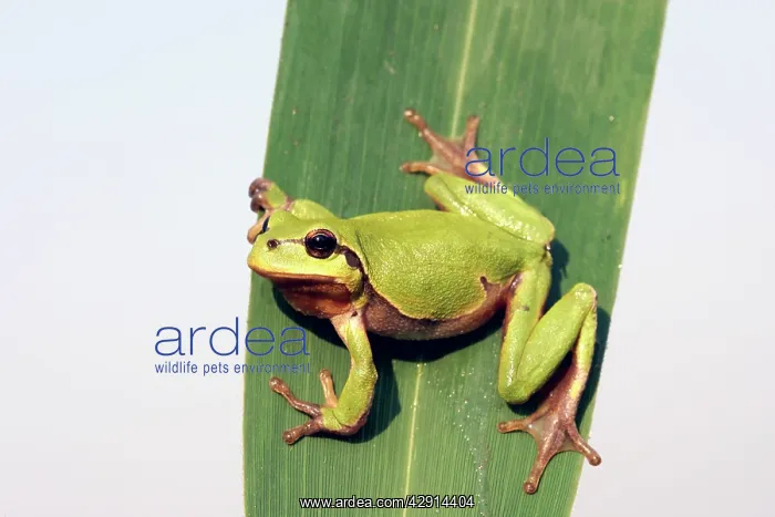 : TREEFROG - on leaf : TREEFROG - on leaf