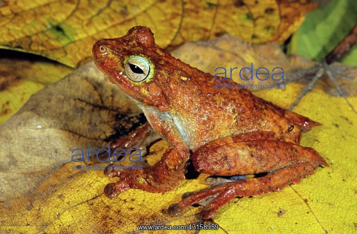 : Treefrog (Litoria eucnemis) : Treefrog (Litoria eucnemis)