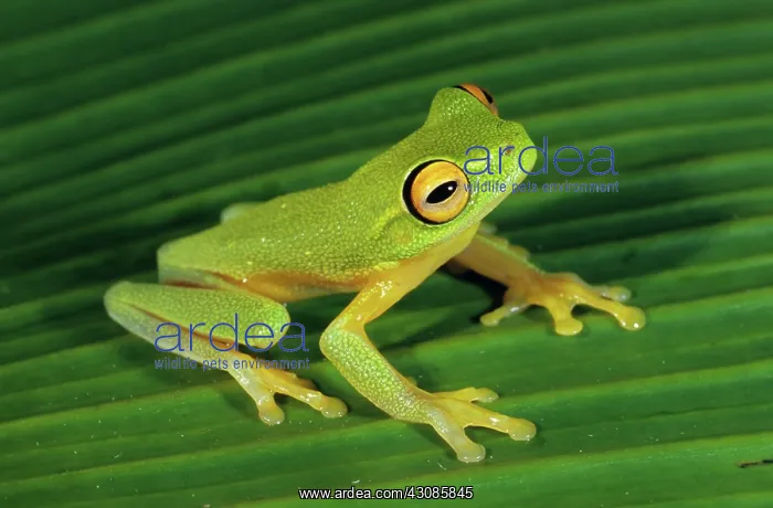  : Treefrog (Litoria kumae)