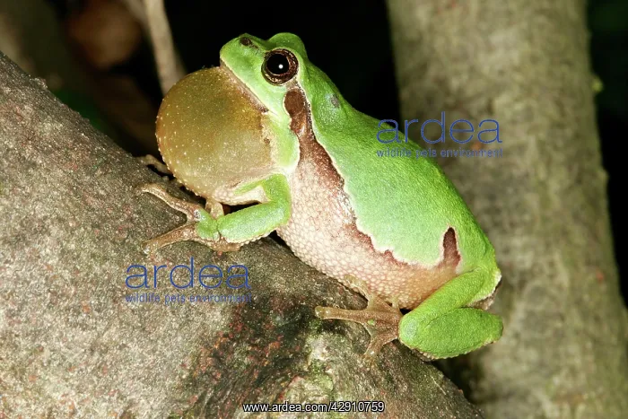 : TREEFROG - male, with throat inflated, croaking : TREEFROG - male, with throat inflated, croaking