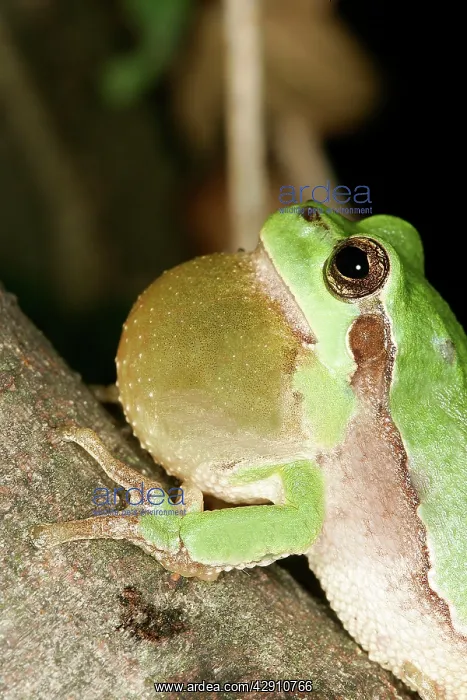 : TREEFROG - male with throat inflated croaking : TREEFROG - male with throat inflated croaking