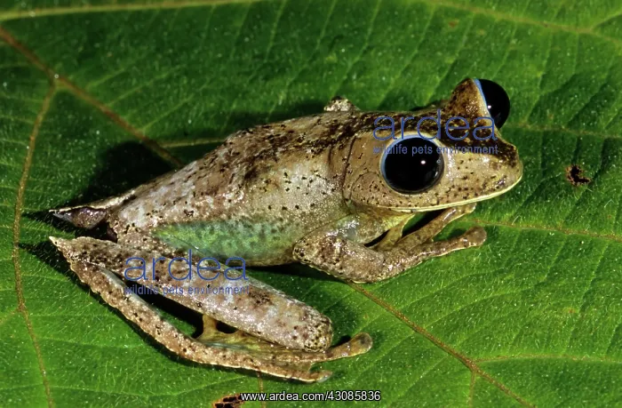 : Treefrog (Nyctimystes sp.) : Treefrog (Nyctimystes sp.)