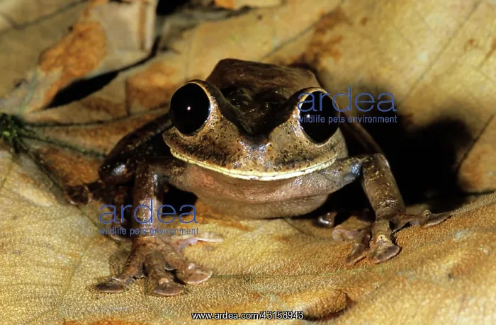 : Treefrog (Nyctimystes sp.) : Treefrog (Nyctimystes sp.)