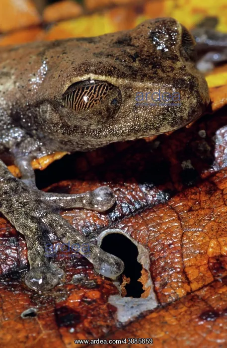 : Treefrog (Nyctimystes sp.), eyes closed : Treefrog (Nyctimystes sp.), eyes closed