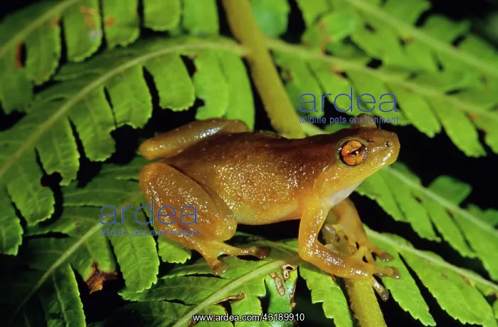 : Treefrog (Oreophryne sp.) : Treefrog (Oreophryne sp.)