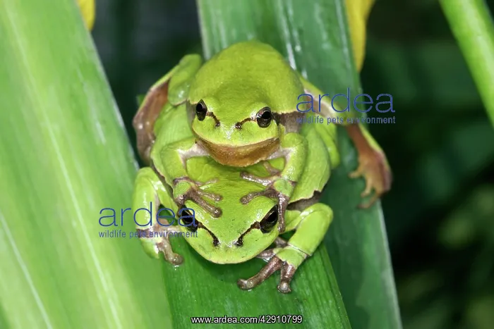 : TREEFROG - pair mating, male on top : TREEFROG - pair mating, male on top