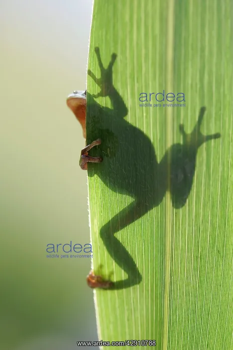 : TREEFROG - silhouette through leaf : TREEFROG - silhouette through leaf