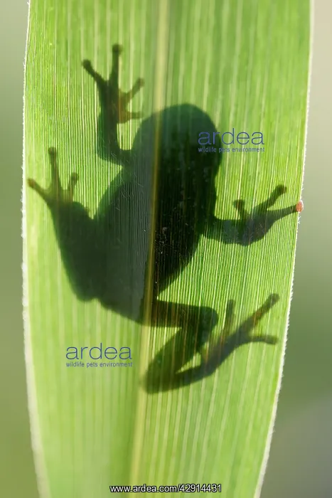 : TREEFROG - silhouette through leaf : TREEFROG - silhouette through leaf