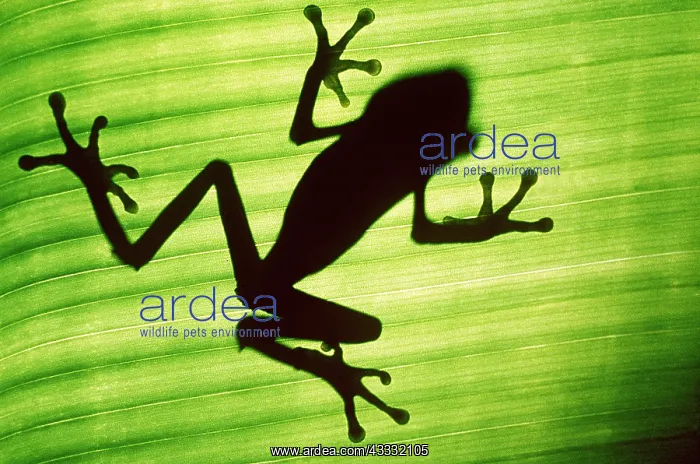 : TREEFROG - Silhouette through underside of leaf : TREEFROG - Silhouette through underside of leaf
