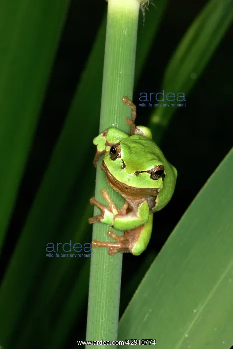 : TREEFROG - on stem : TREEFROG - on stem