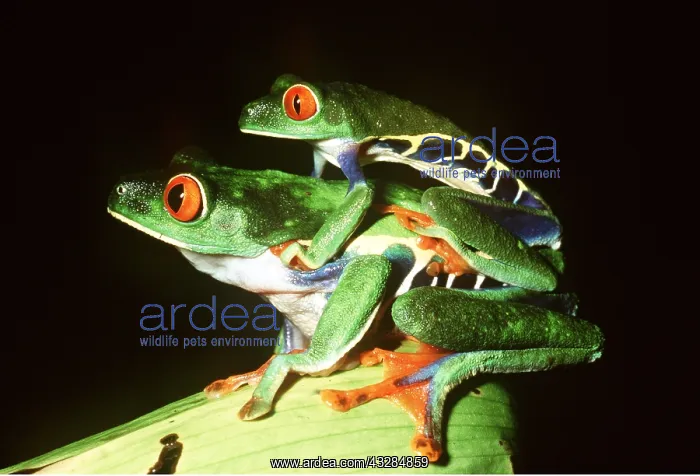 : TREEFROGS / Splendid leaf frog - mating : TREEFROGS / Splendid leaf frog - mating