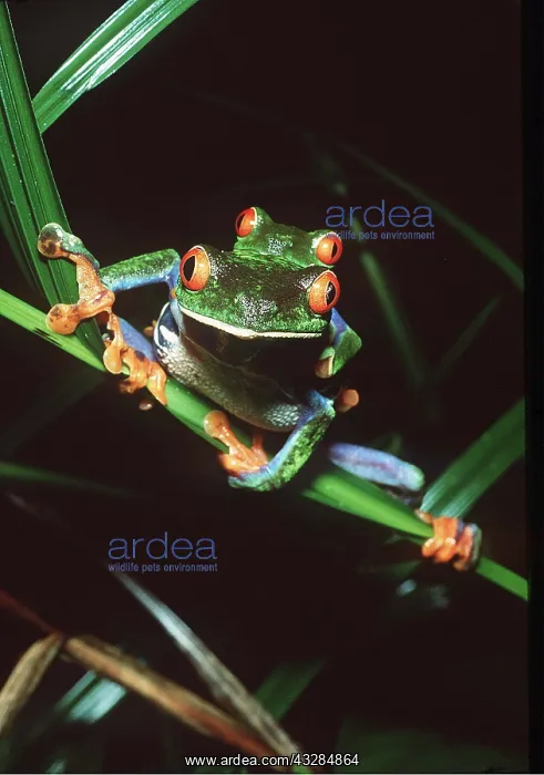 : TREEFROGS / Splendid leaf frog - mating : TREEFROGS / Splendid leaf frog - mating