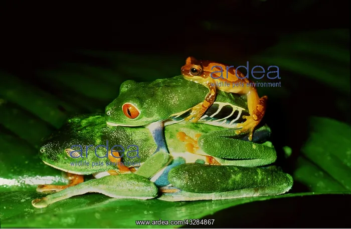 : TREEFROGS / Splendid leaf frog - mating : TREEFROGS / Splendid leaf frog - mating
