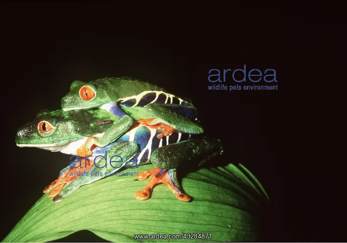 : TREEFROGS / Splendid leaf frog - mating : TREEFROGS / Splendid leaf frog - mating