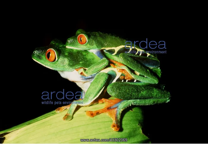 : TREEFROGS / Splendid leaf frog - mating : TREEFROGS / Splendid leaf frog - mating