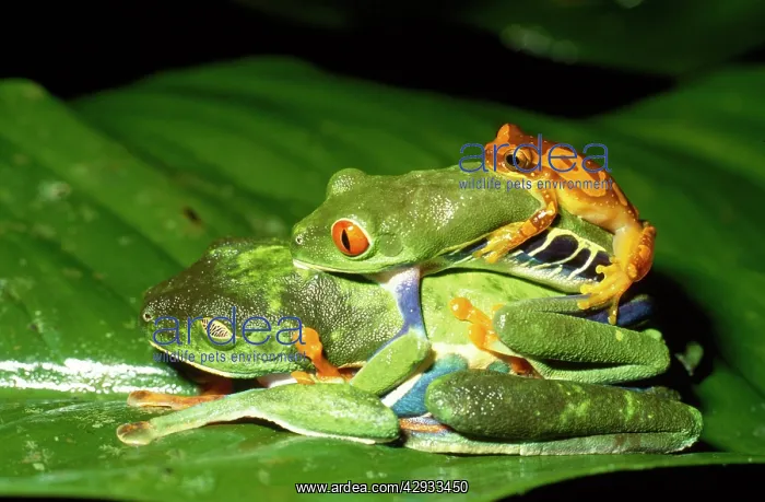  : TREEFROGS  /  Splendid leaf frog - two mating plus another