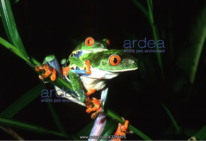 : TREEFROGS / Splendid leaf frog -pair in courtship : TREEFROGS / Splendid leaf frog -pair in courtship
