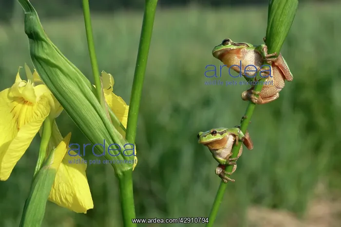 : TREEFROGS - two, on Iris stem : TREEFROGS - two, on Iris stem