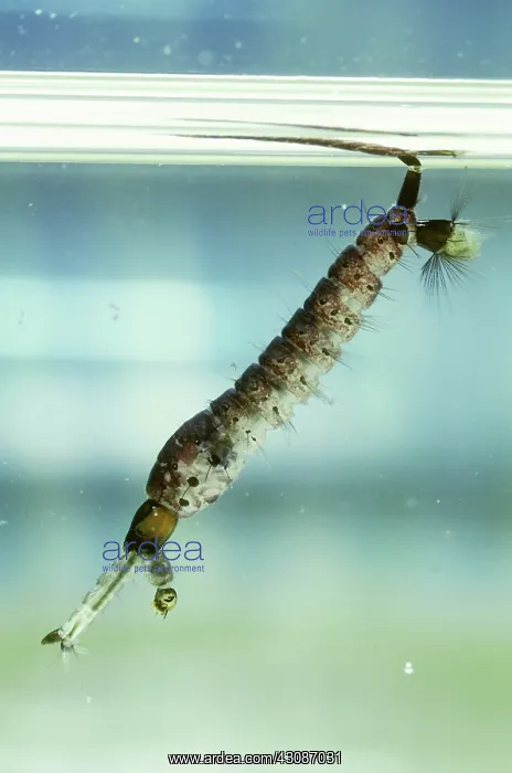 : Treehole Mosquito Larva : Treehole Mosquito Larva
