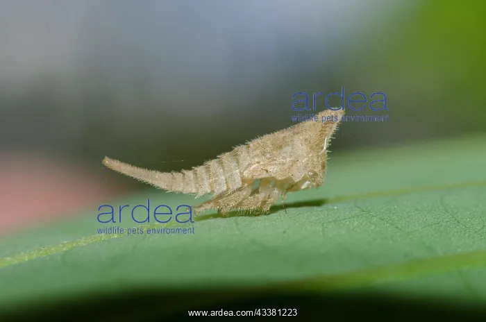 : Treehopper : Treehopper