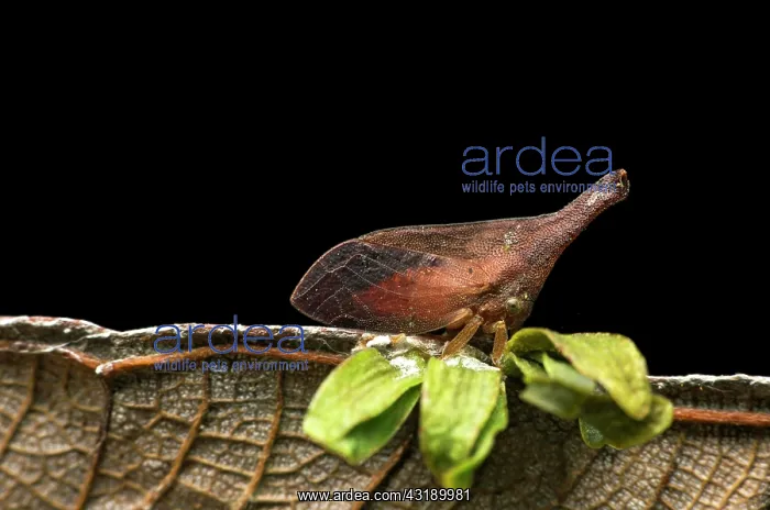 : Treehopper (Aconophorini Tribus) Membracidae, Amazon : Treehopper (Aconophorini Tribus) Membracidae, Amazon