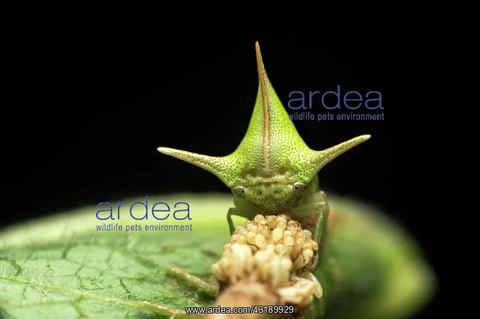 : Treehopper (Alchisme grossa) guarding eggs, Amazon : Treehopper (Alchisme grossa) guarding eggs, Amazon