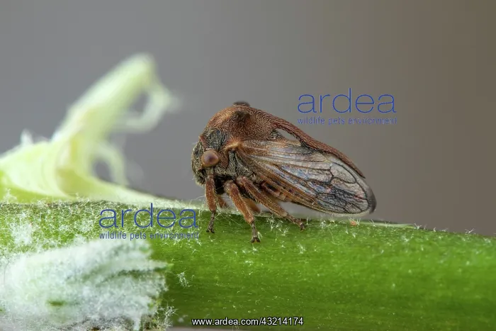 : Treehopper (Centrotus chloroticus), Soria, Spain : Treehopper (Centrotus chloroticus), Soria, Spain