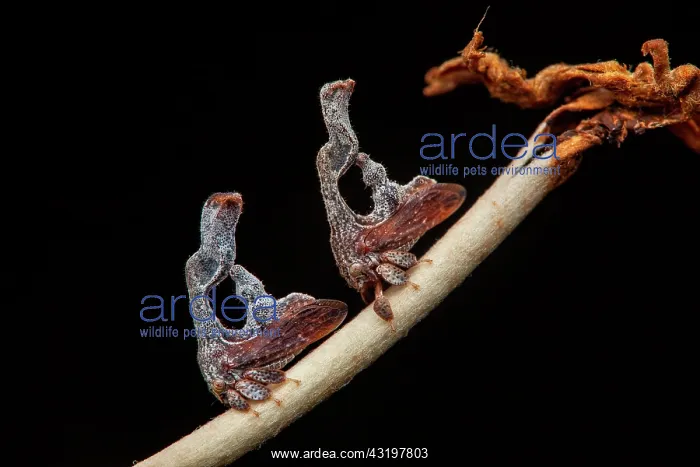 : Treehopper (Cladonota foliata) males on Sabicea : Treehopper (Cladonota foliata) males on Sabicea