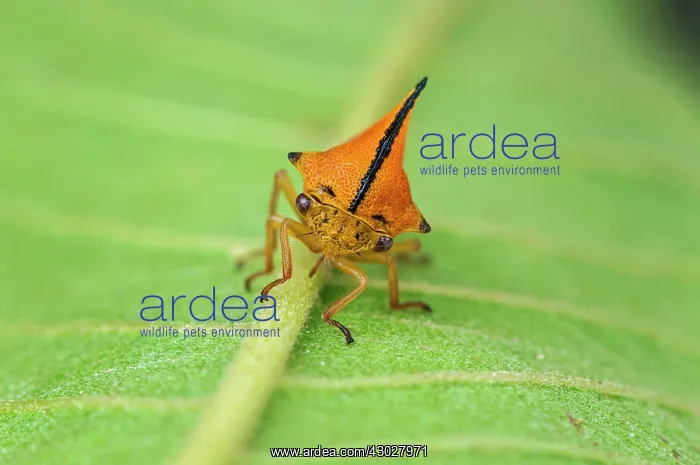 : Treehopper, Membracidae, Amazon Forest, Mamiraua : Treehopper, Membracidae, Amazon Forest, Mamiraua