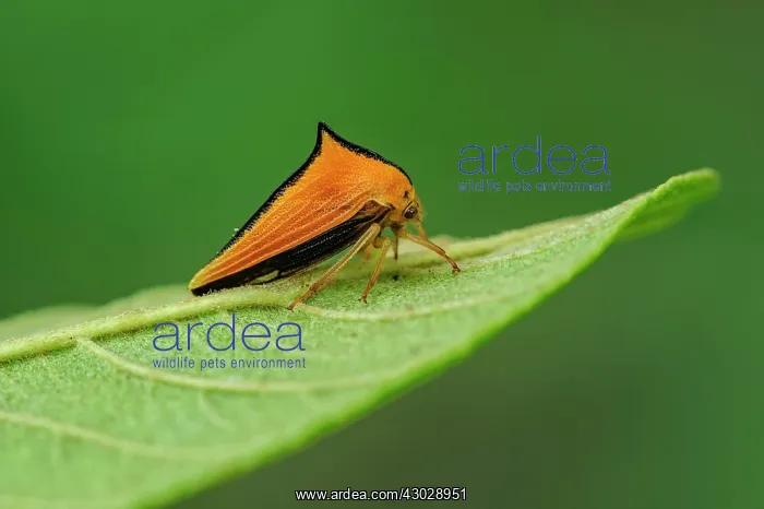 : Treehopper, Membracidae, Amazon Forest, Mamiraua : Treehopper, Membracidae, Amazon Forest, Mamiraua