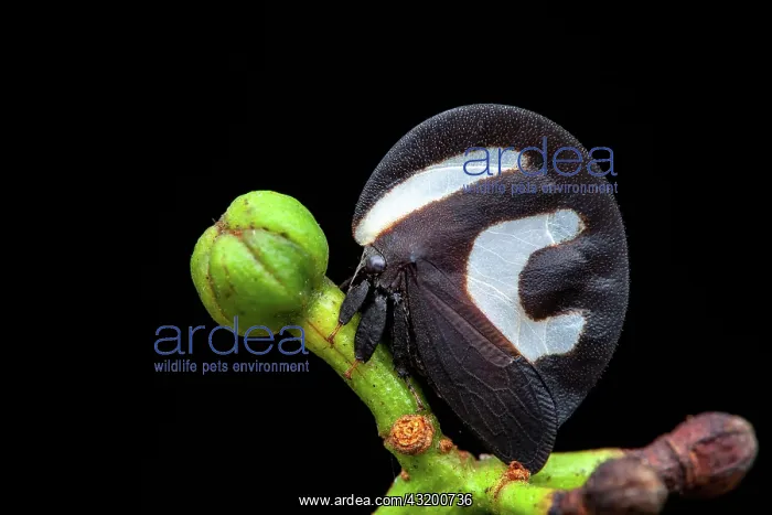 : Treehopper (Membracis foliatafasciata) on a bud : Treehopper (Membracis foliatafasciata) on a bud