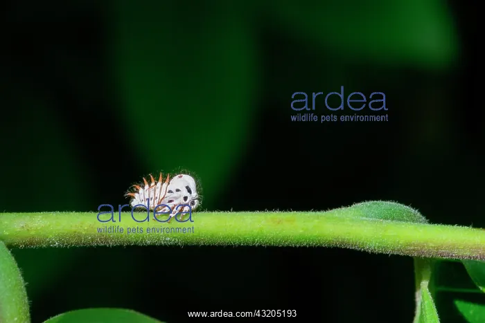 : Treehopper (Membracis foliatafasciata) larva on : Treehopper (Membracis foliatafasciata) larva on