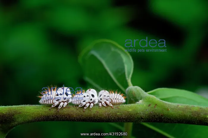 : Treehopper (Membracis foliatafasciata) larvae on : Treehopper (Membracis foliatafasciata) larvae on