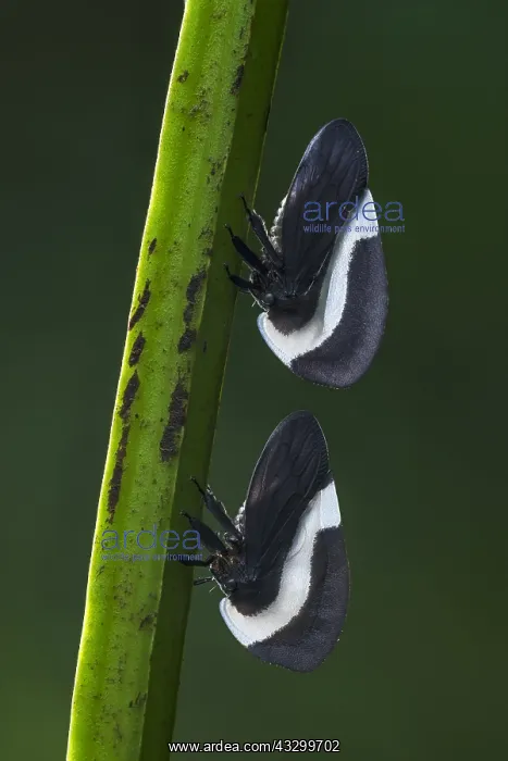 : Treehopper (Membracis tectigera) Membracidae, Putumayo : Treehopper (Membracis tectigera) Membracidae, Putumayo