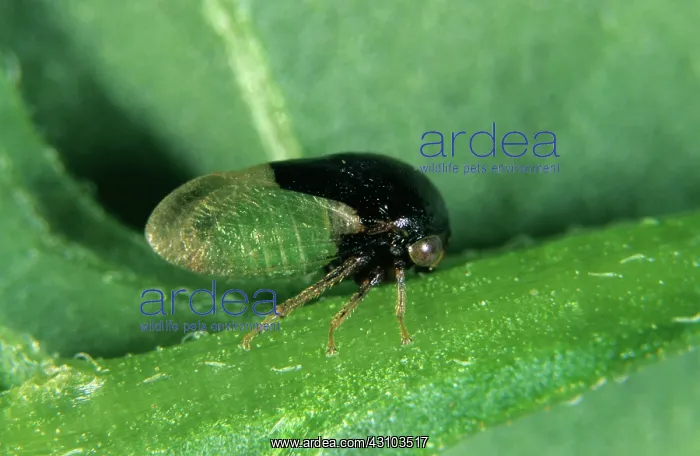 : Treehopper (Micrutalis malleifera) : Treehopper (Micrutalis malleifera)