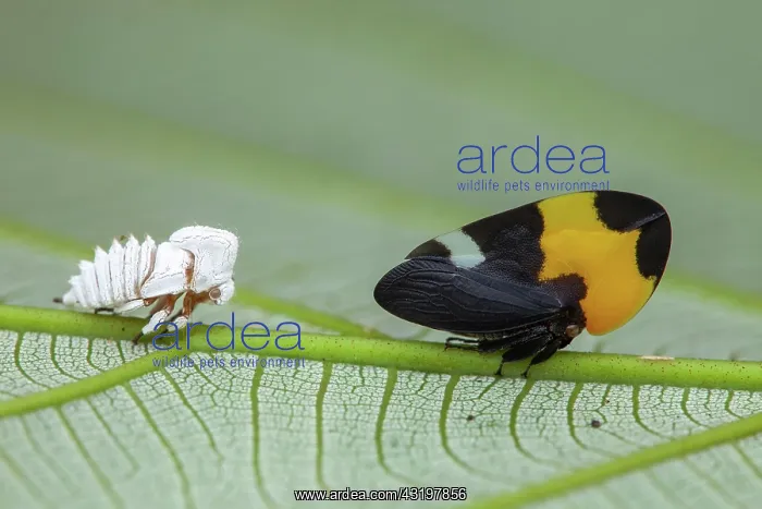 : Treehopper (Phyllotropis fasciata) and exuviae : Treehopper (Phyllotropis fasciata) and exuviae